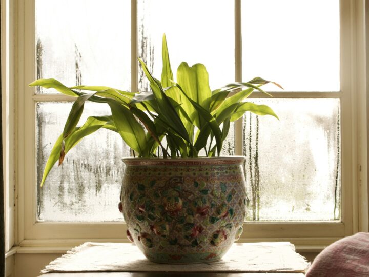 Wintertijd en minder licht: zo helpen je kamerplanten de donkere maanden door